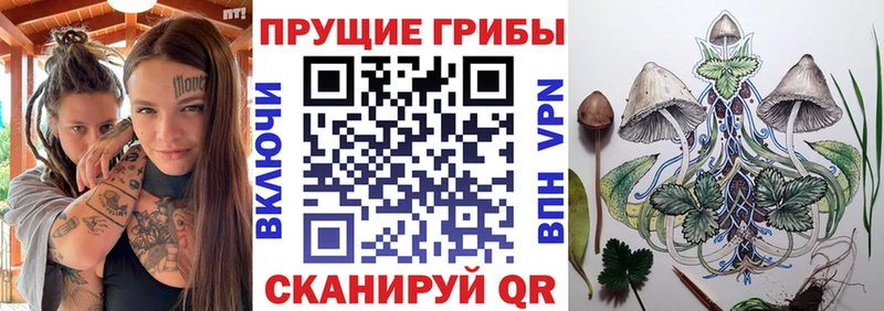 купить наркоту  Тимашёвск  Галлюциногенные грибы Psilocybe 